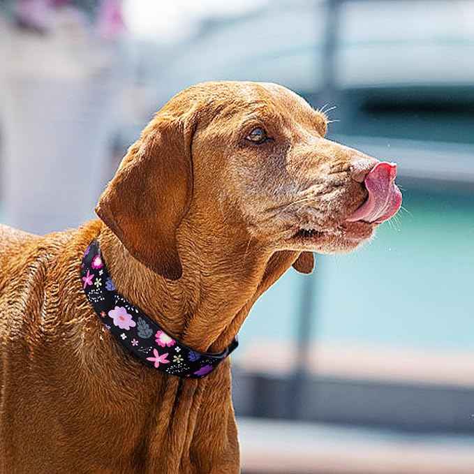 QQPETS Adjustable Soft Dog Collar: Print Flower Pink Multicolor Cute Patterns