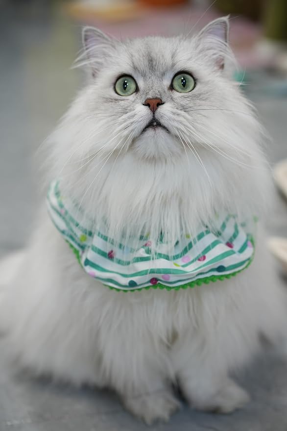 Cat Dog Birthday Bandana Scarf and Party Hat Cute Polka dot and Stripe Bib - Image 5