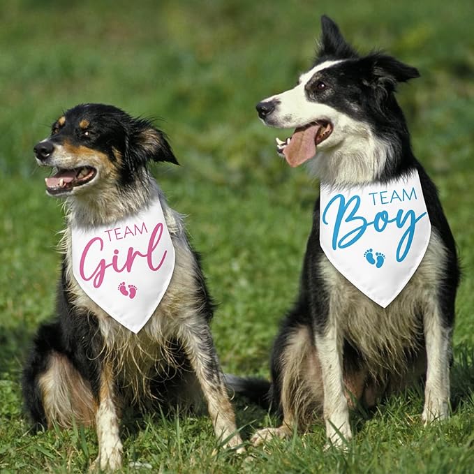 2 Packs Team Girl Team Boy Gender Reveal Baby Announcement Dog Bandana Pet - Image 6