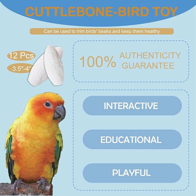 Jmxu's 3.5"-4" Cuttlebone for Birds Natural Cuddle Bone for Parakeets, - Image 3