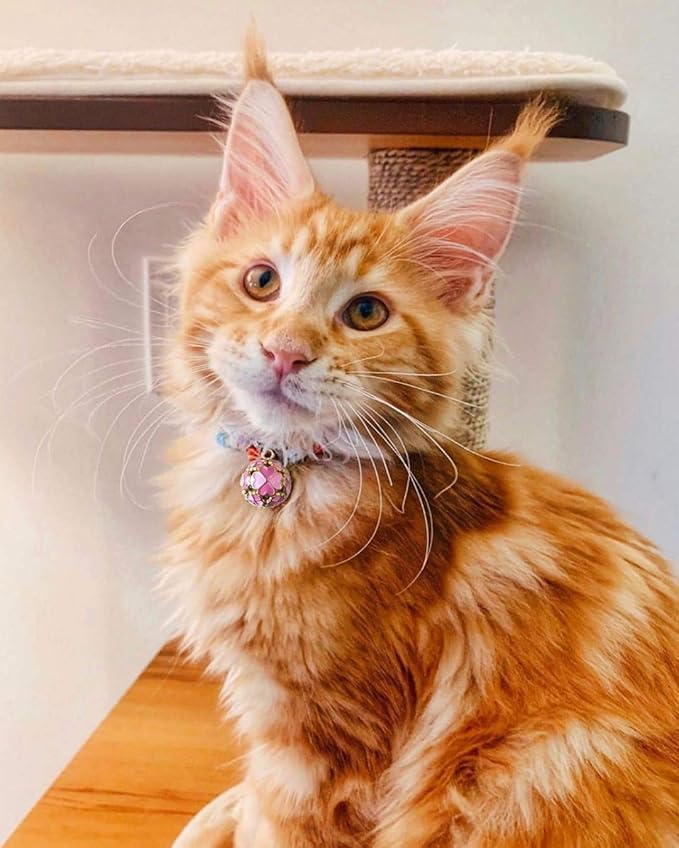 PetSoKoo Four-Leaf Clover Cat Collar - Image 7