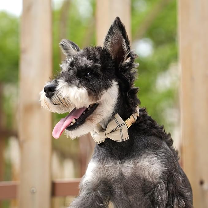 Beirui Cute Small Dog Harness Collar and Leash Set - Image 5