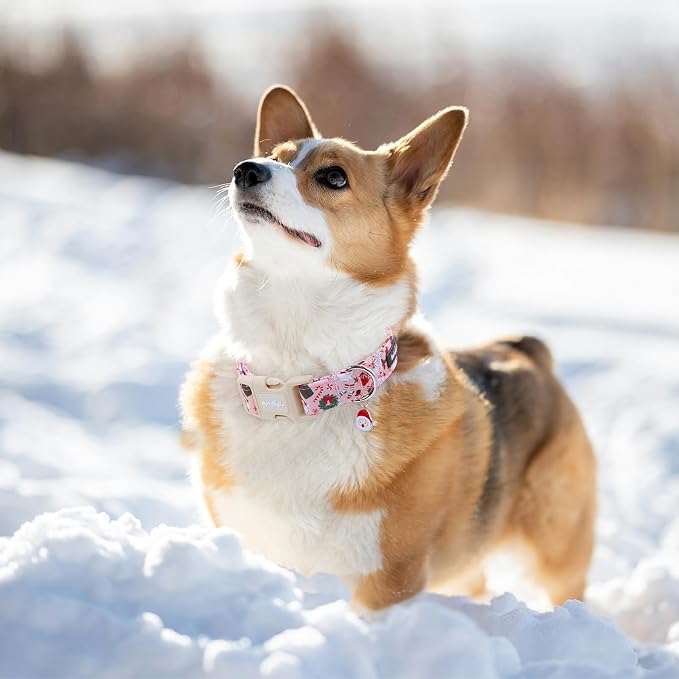 Christmas Dog Collar - Image 5