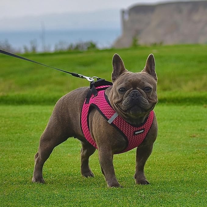 Best Pet Supplies Voyager Step-in Air Harness - Image 7