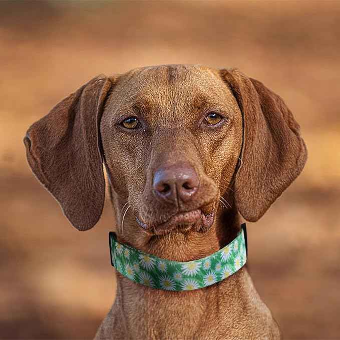 QQPETS Adjustable Soft Dog Collar: Print Flower Pink Multicolor Cute Patterns