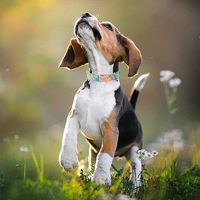 Unique style paws Easter Dog Collar Plastic Buckle Puppy Collar Colorful Plaid