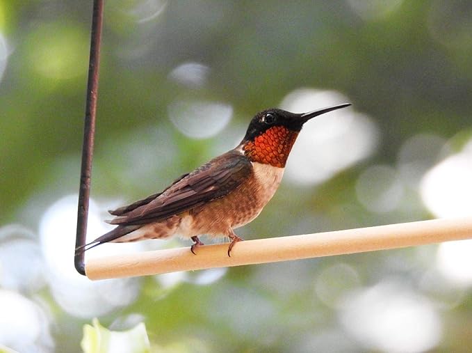 2 Pack Hummingbird Swing Metal Frame Hummingbird Perch Wild Bird Swing - Image 6
