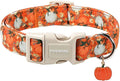 DOGWONG Fall Pumpkin Dog Collar- Cute Daisy Pumpkin Dog Collars Adjustable by DOGWONG