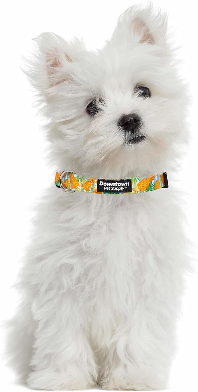 Downtown Pet Supply - Image 4