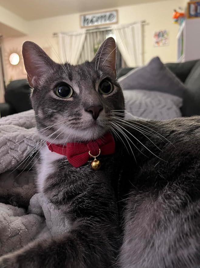 Soft Corduroy Cat Collar with Bell and Bowtie, Safety Breakaway Clasp, - Image 8