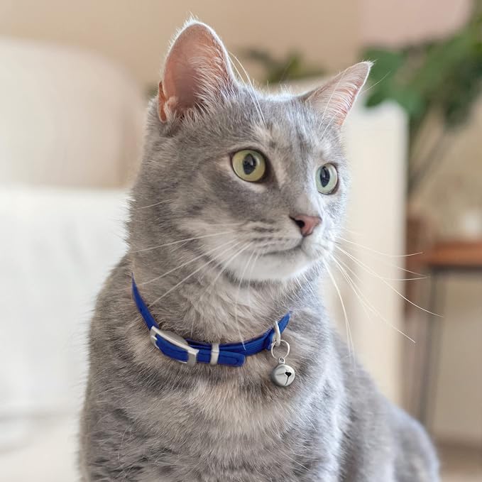 CollarDirect Leather Cat Collar, Kitten Collar - Image 6