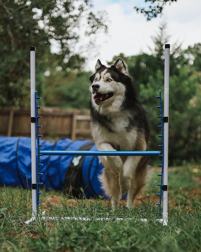 Better Sporting Dogs Premium Starter Dog Agility Set w/Safety-Focused Features - Image 7