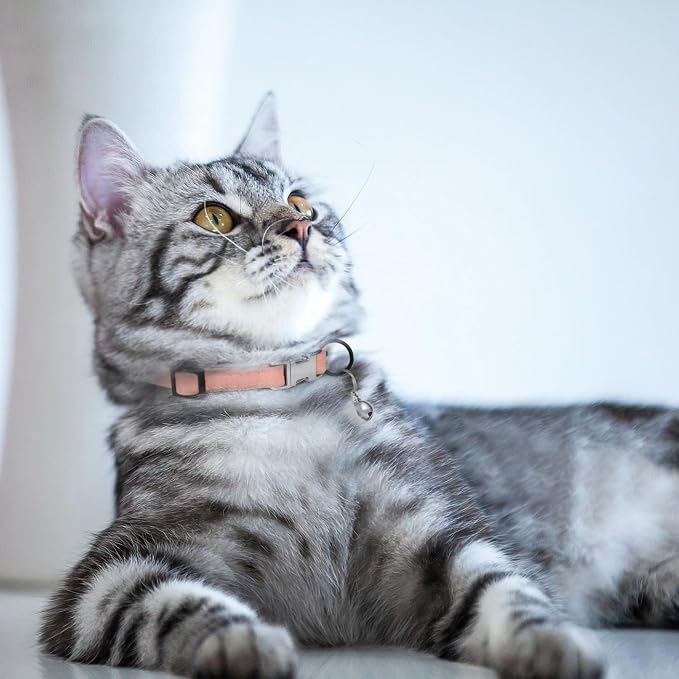 Leather Cat Collar with Buckle and Removable Bell - Image 6