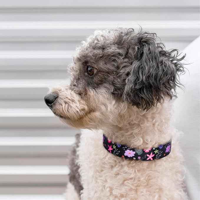 QQPETS Adjustable Soft Dog Collar: Print Flower Pink Multicolor Cute Patterns