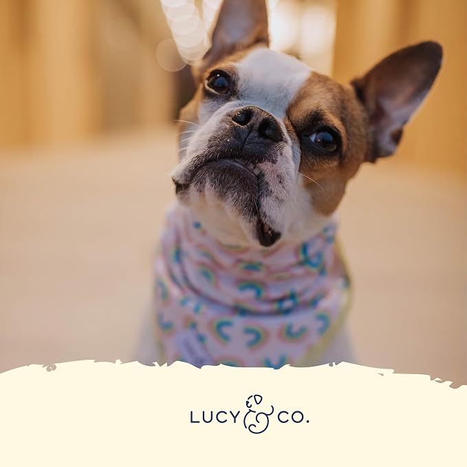 Lucy & Co. Dog Collar - Image 4