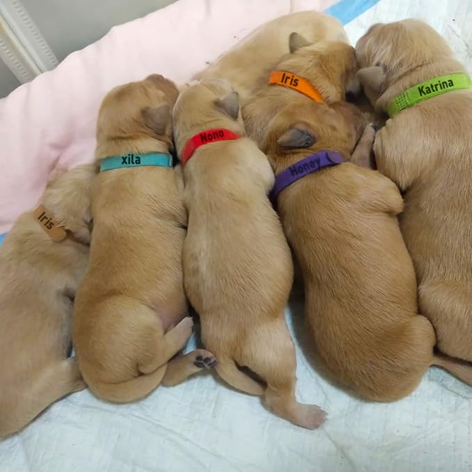 15 Pcs Puppy Whelping Collars Newborn Pet Collars Double-Sided Soft Adjustable - Image 7
