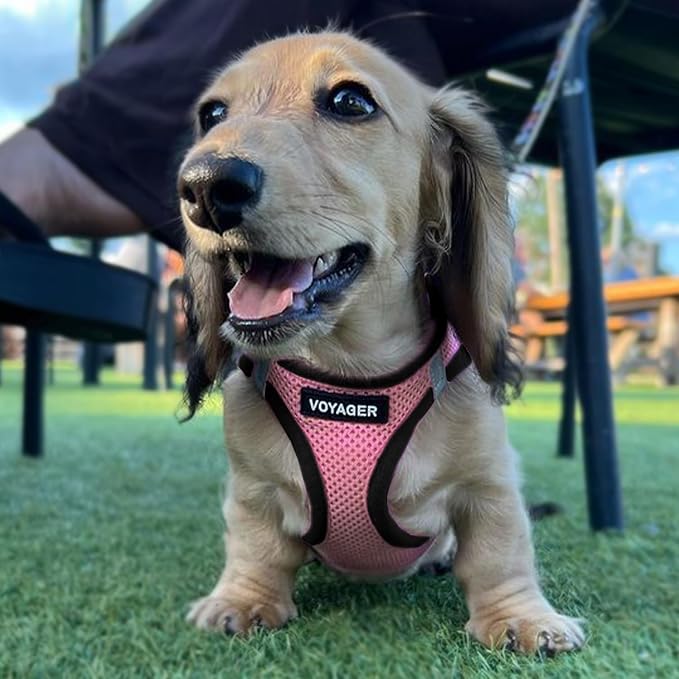 Best Pet Supplies - Image 7