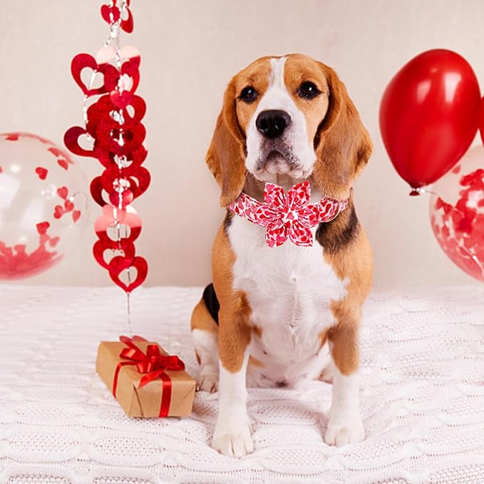 Lionheart glory Valentine's Day Dog Collar - Image 3