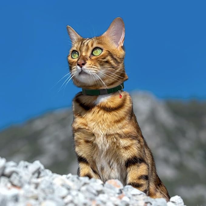 Breakaway Cat Collar Leather - Image 9