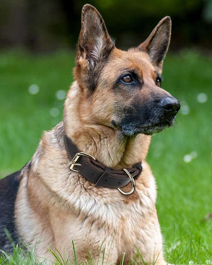 Joytale Genuine Leather Dog Collar - Image 2