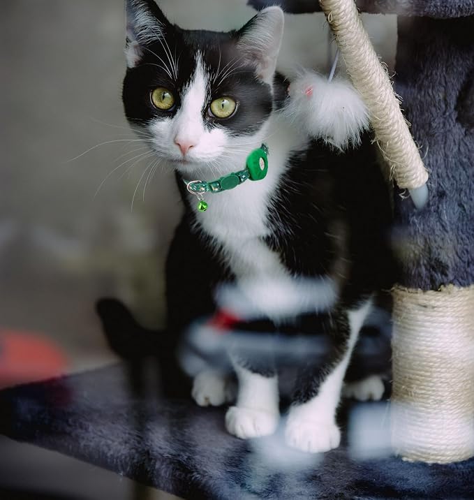 Airtag Cat Collar Breakaway, Safety Kitten Collar - Image 7