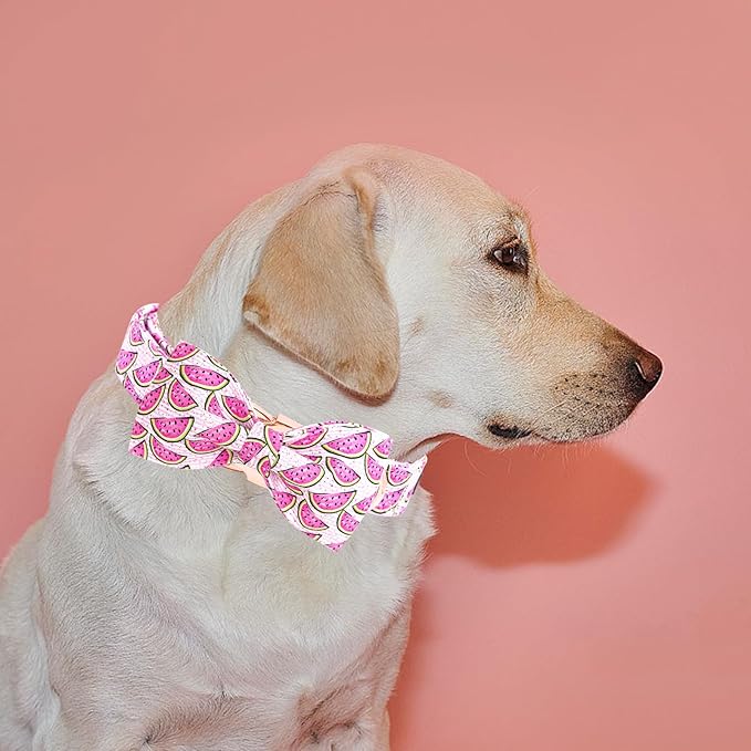 Elegant little tail Dog Collar, Watermelon Print Pet Collar Summer Dog Collar - Image 6