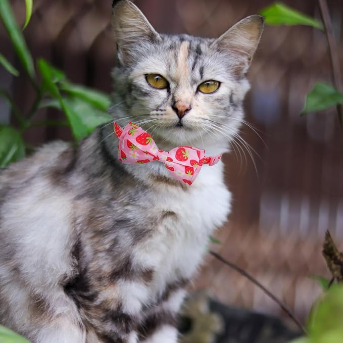EXPAWLORER Cute Cat Collar Breakaway - Image 6