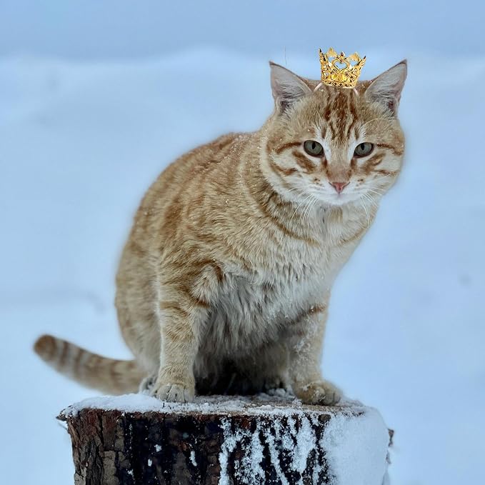 1PCS Crown Tiara Headband for Cat Dogs Puppy Birds Ducks Chicken Rabbit Hamster - Image 8