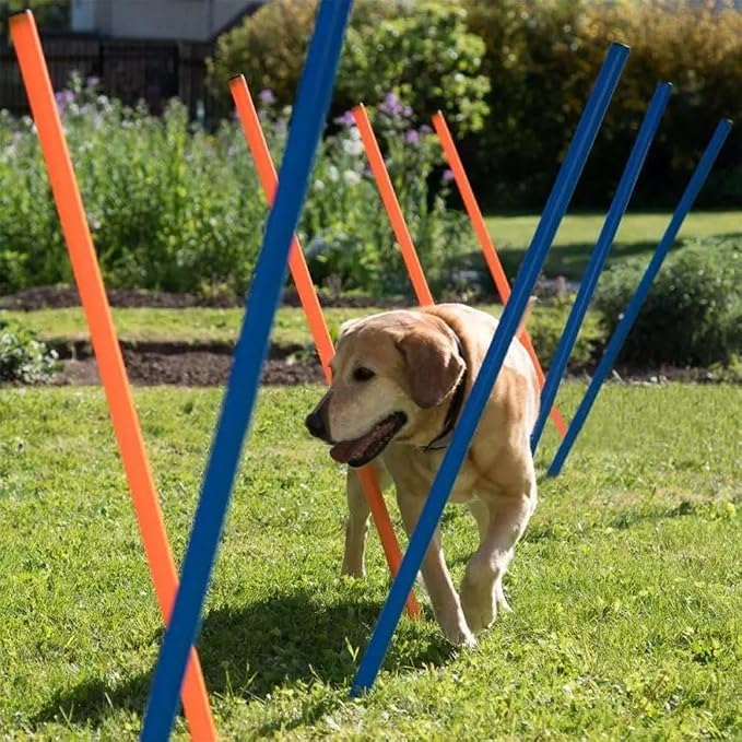 PAWISE Dog Agility Training Equipment, 12 Weave Poles - Image 5