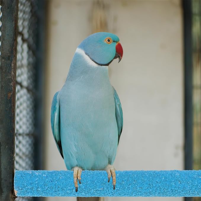 Bird Perches Stand for Cage - Image 4
