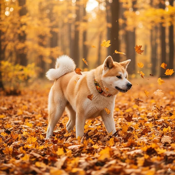 Cotton Fall Dog Collar, Halloween Dog Collars - Image 6