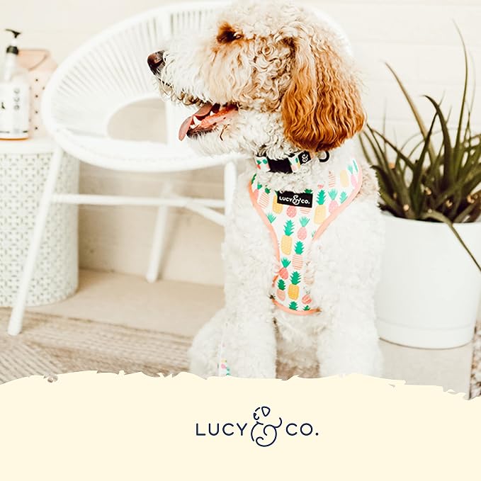 Lucy & Co Reversible Dog Harness | Soft and Padded - Image 4
