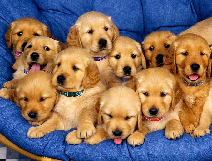 Puppy Collars, Soft Nylon Litter Identification Dog Collars - Image 6