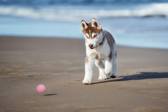 Snug Rubber Dog Balls for Small and Medium Dogs - Image 5