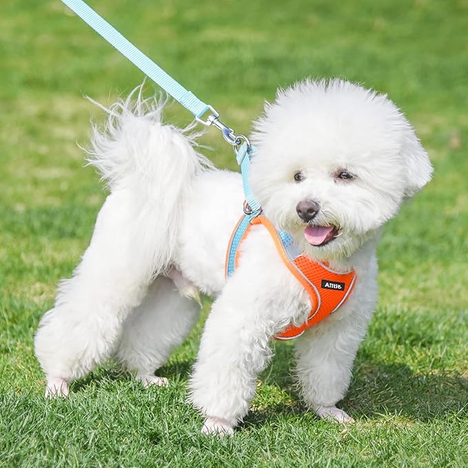 AIITLE Small Harness for Puppy - Image 3
