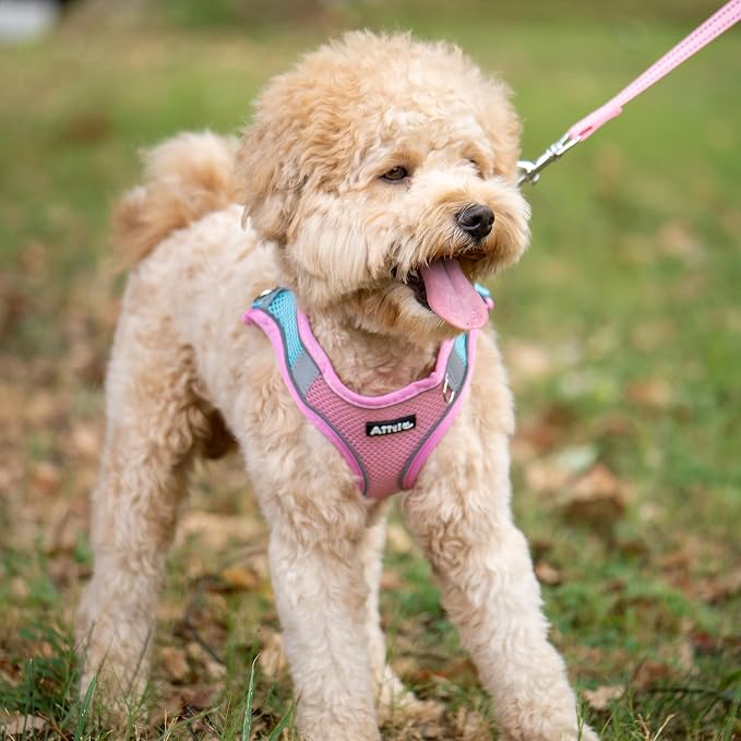 AIITLE Small Harness for Puppy - Image 6