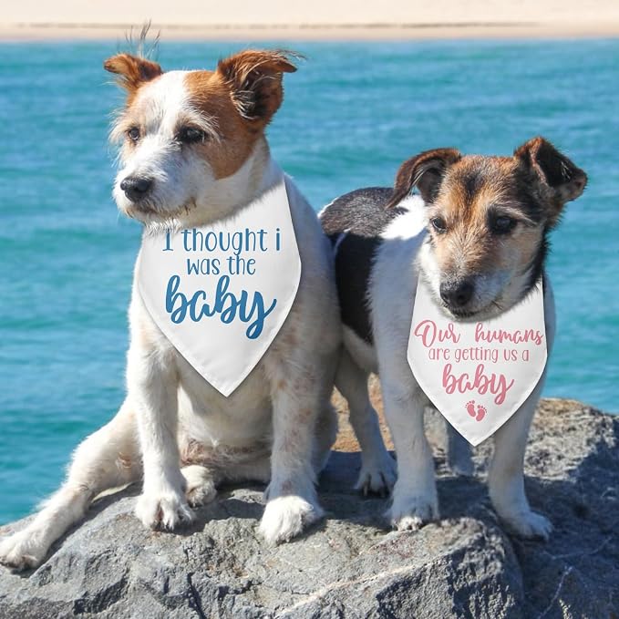 2 Packs Baby Announcement Dog Bandana Our Humans are Getting Us a Baby Gender - Image 4