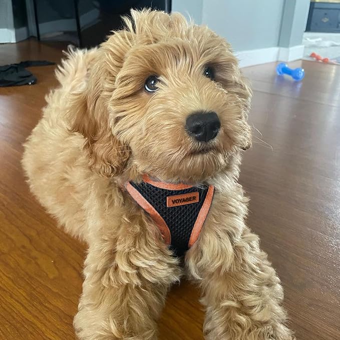 Voyager Step-in Air Dog Harness - Image 8