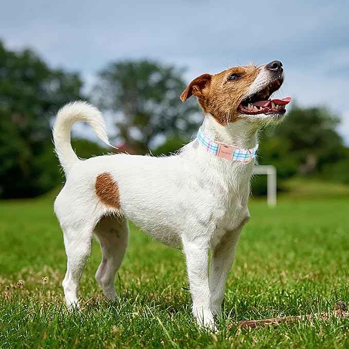 Unique style paws Dog Collar Metal Buckle Blue Pink Grid Collar Gift Durable