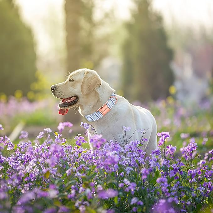 Unique style paws Dog Collar Metal Buckle Blue Striped Flower Collar Gift - Image 3
