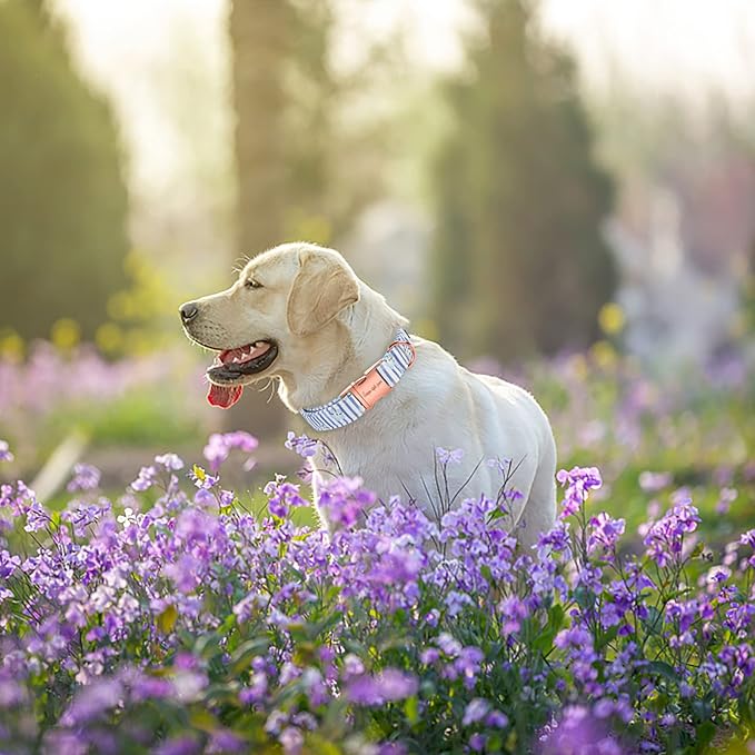 Unique style paws Dog Collar Metal Buckle Blue Striped Flower Collar Gift - Image 4