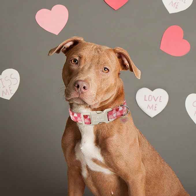 Valentines Dog Collar for Small Dogs