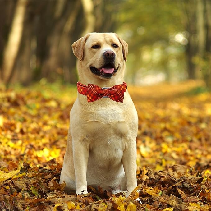 Fall Dog Collar, Pet Collar - Image 5