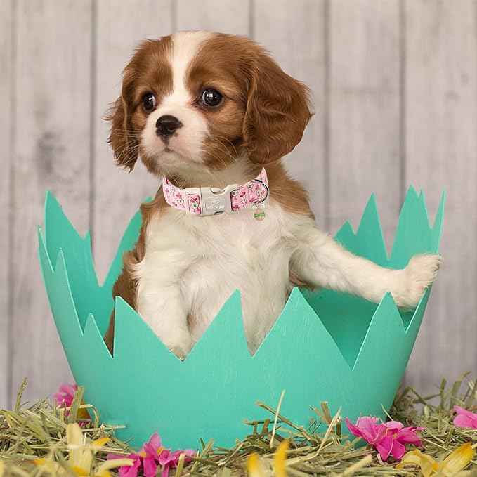 Easter Dog Collar for Small Dogs