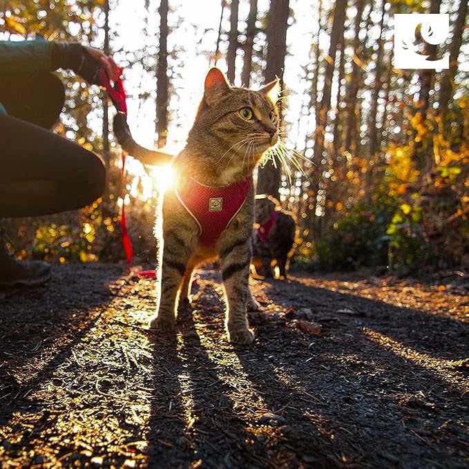 RC Pets Adventure Kitty Cat Harness | Adjustable Airmesh Vest - Image 7