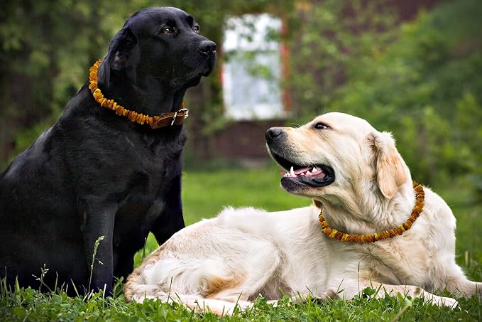 Amber Collars for Dogs & Cats - Image 2