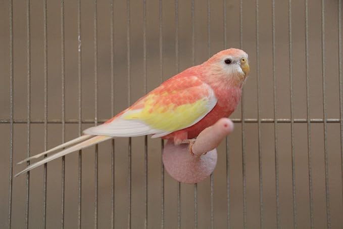 JW Pet Company Insight Sand Perch Bird Accessory - Image 8