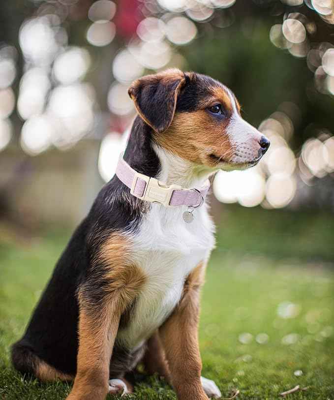 DOGWONG Cotton Hemp Dog Collar, Heavy-Duty Purple Dog Collar Adjustable Soft