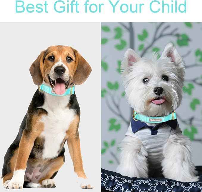 Nylon Dog Collar