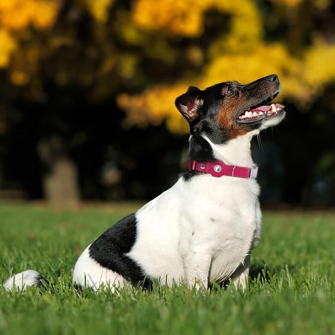 AirTag Dog Collar for Small Medium Large Breed - Image 7